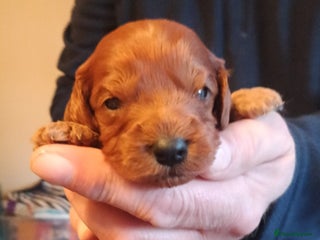 Cavapoo dogs Cavapoo puppies f1 FOX red girl❤️ !!!! . - Advert 5