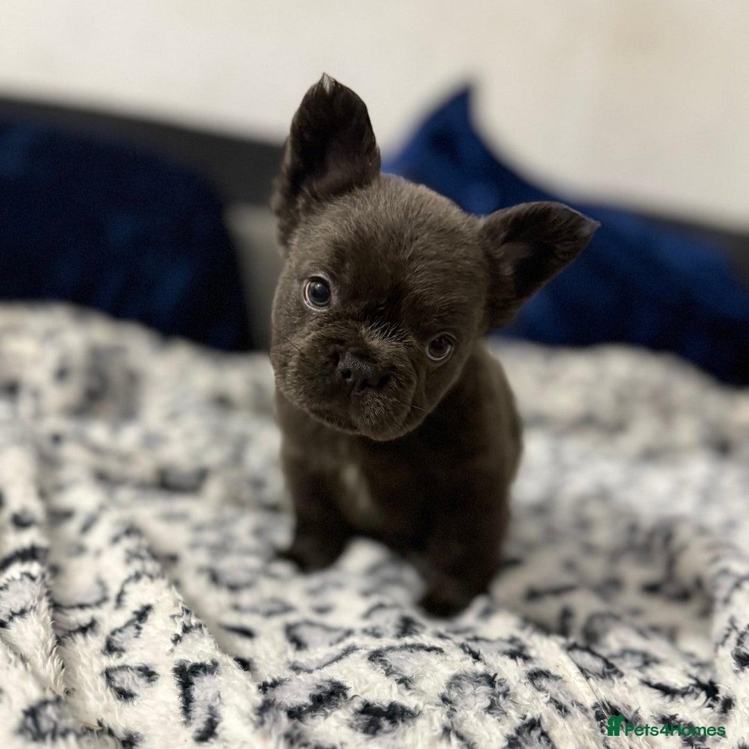 French Bulldog dogs for sale: Fluffy frenchie ready to leave  - Advert 25
