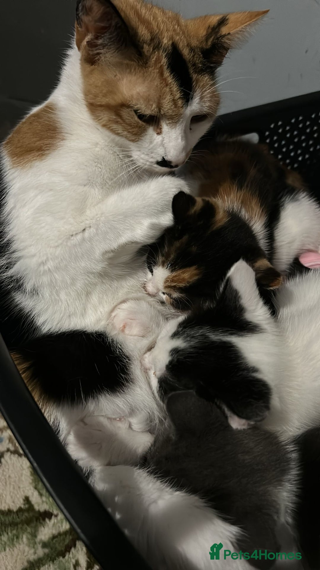 Mixed Breed cats for sale: Kittens for sale - Advert 1