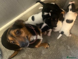 Jack Russell dogs Jack Russel pups - Advert 1