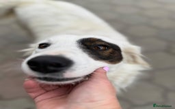 Mixed Breed dogs for adoption: Meet HANNAHH - a Lovely Girl for a Loving Home - Advert 23