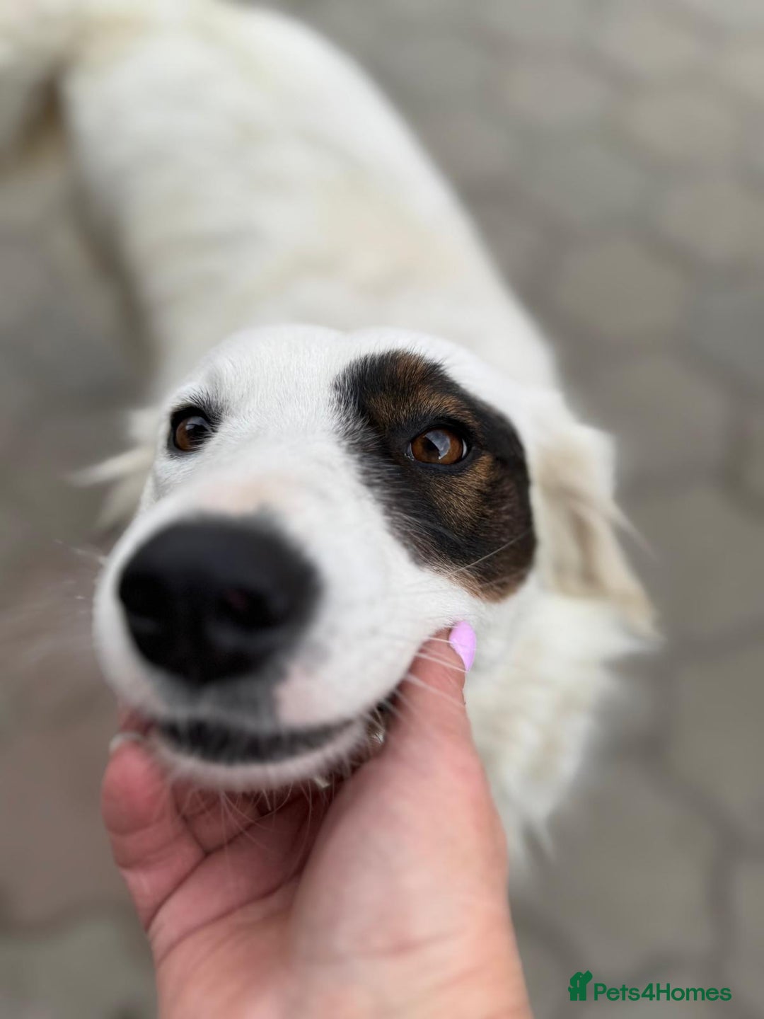 Mixed Breed dogs for adoption: Meet HANNAHH - a Lovely Girl for a Loving Home - Advert 23