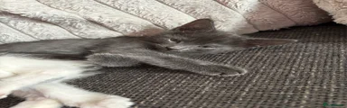 Mixed Breed 1- grey Male