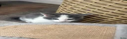 Domestic Shorthair cats for sale: 2 male kittens left out a litter of 5  in West Bromwich - Advert 4