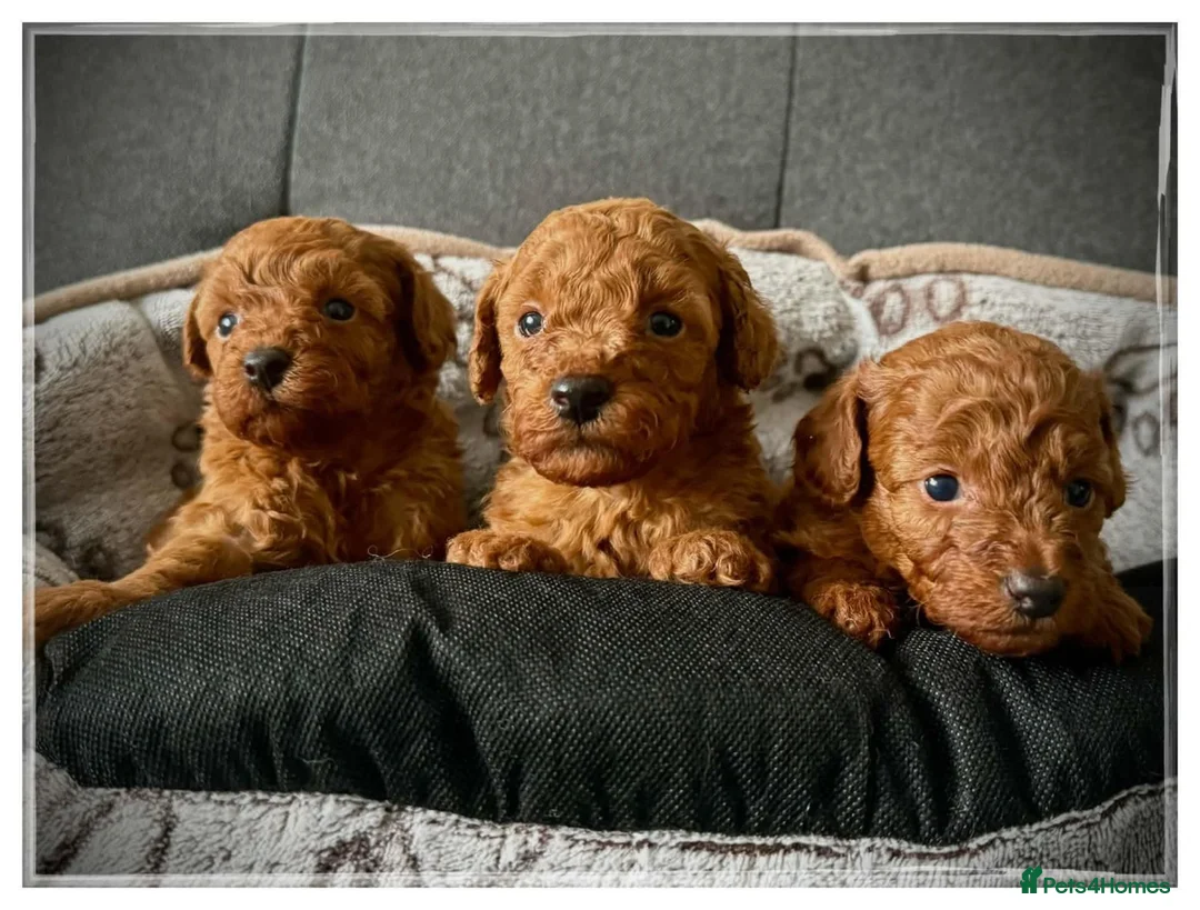 Toy Poodle dogs for sale: Toy Poodle Puppies in Romford - Advert 5