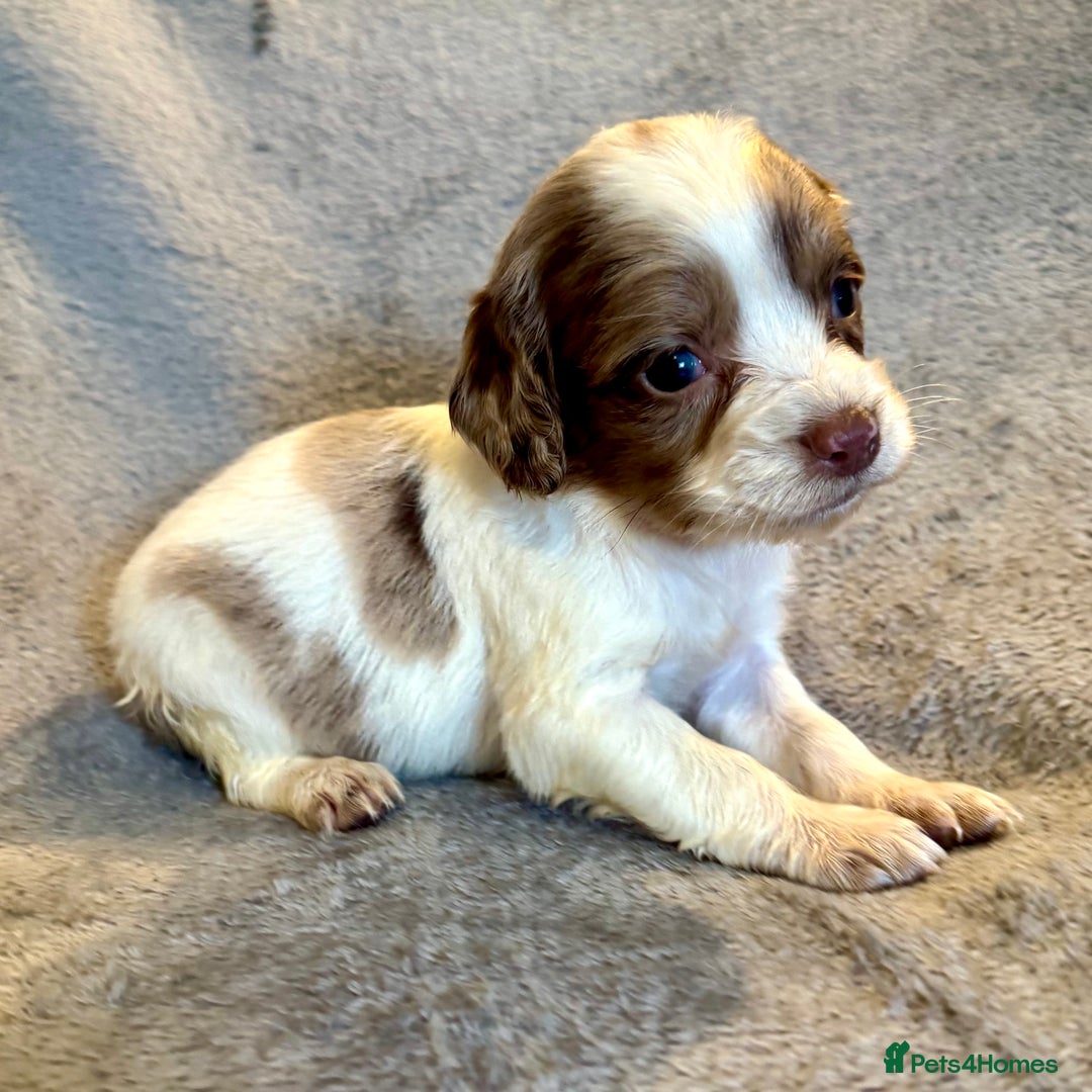 Sprocker dogs for sale: Merle and chocolate spaniels  - Image 9