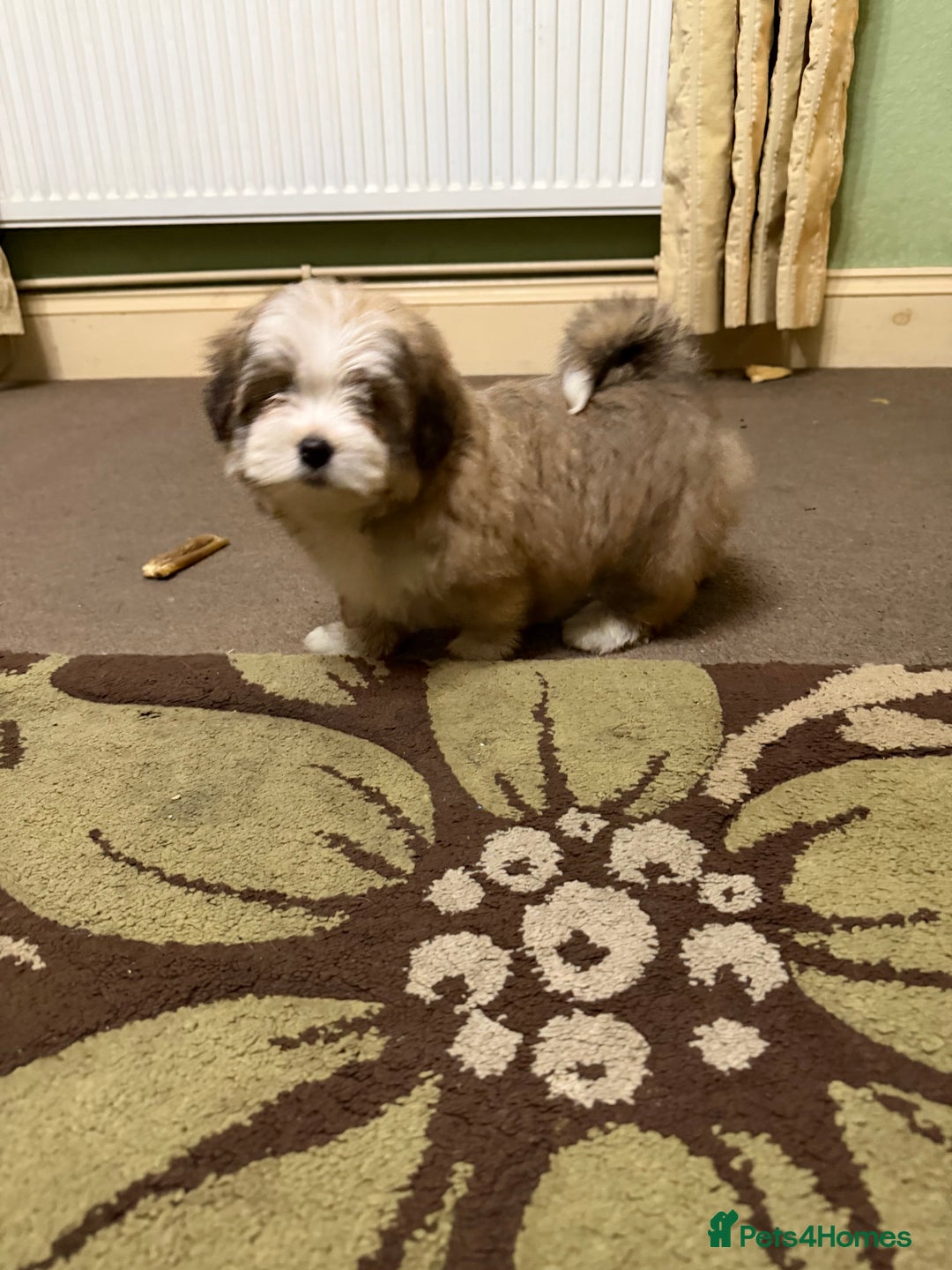 Havanese dogs for sale: ***Amazing Havanese Puppies *** - Advert 29