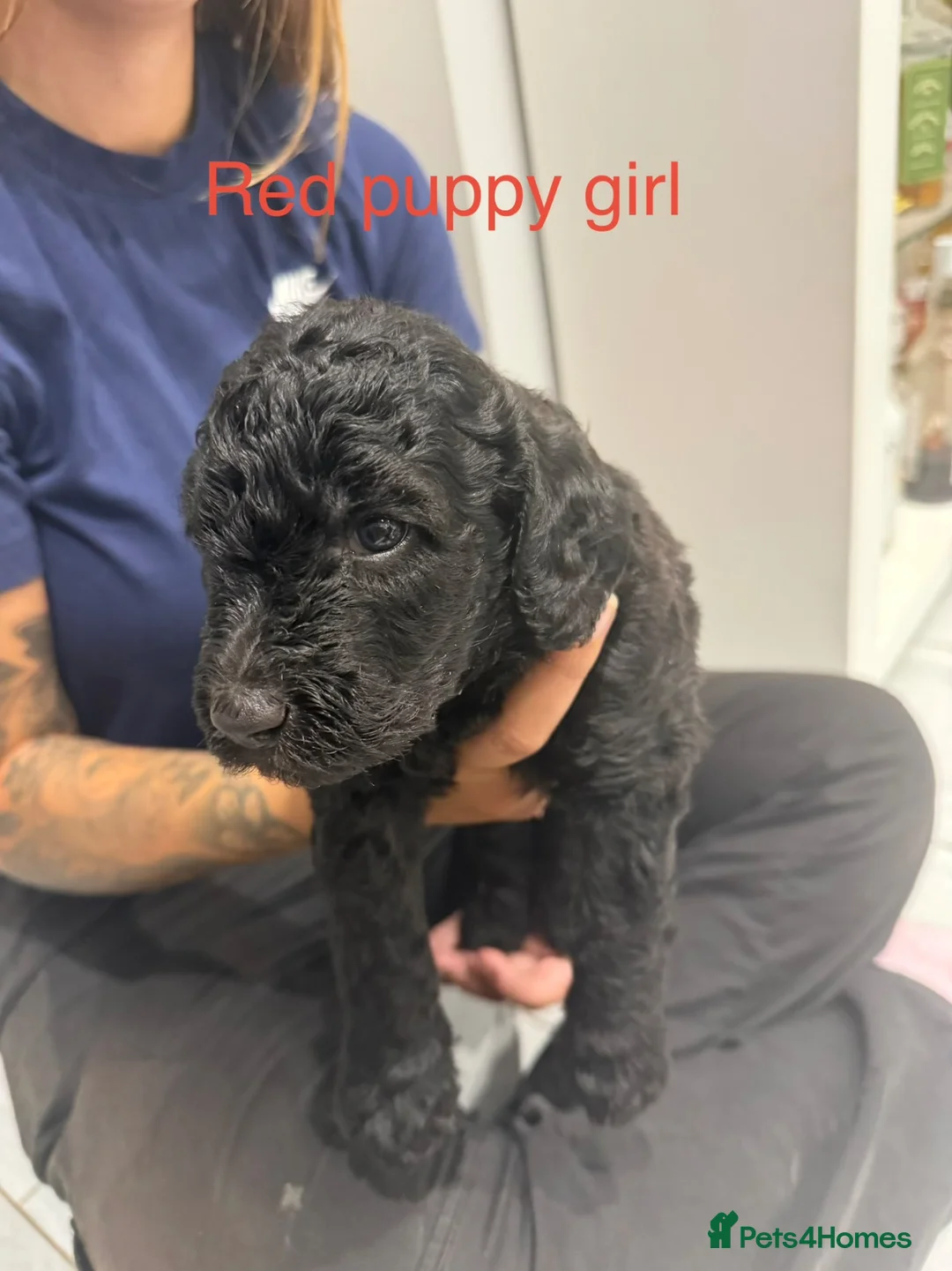 Labradoodle dogs for sale: Multi gen labradoodle x standard poodle puppies  - Advert 2