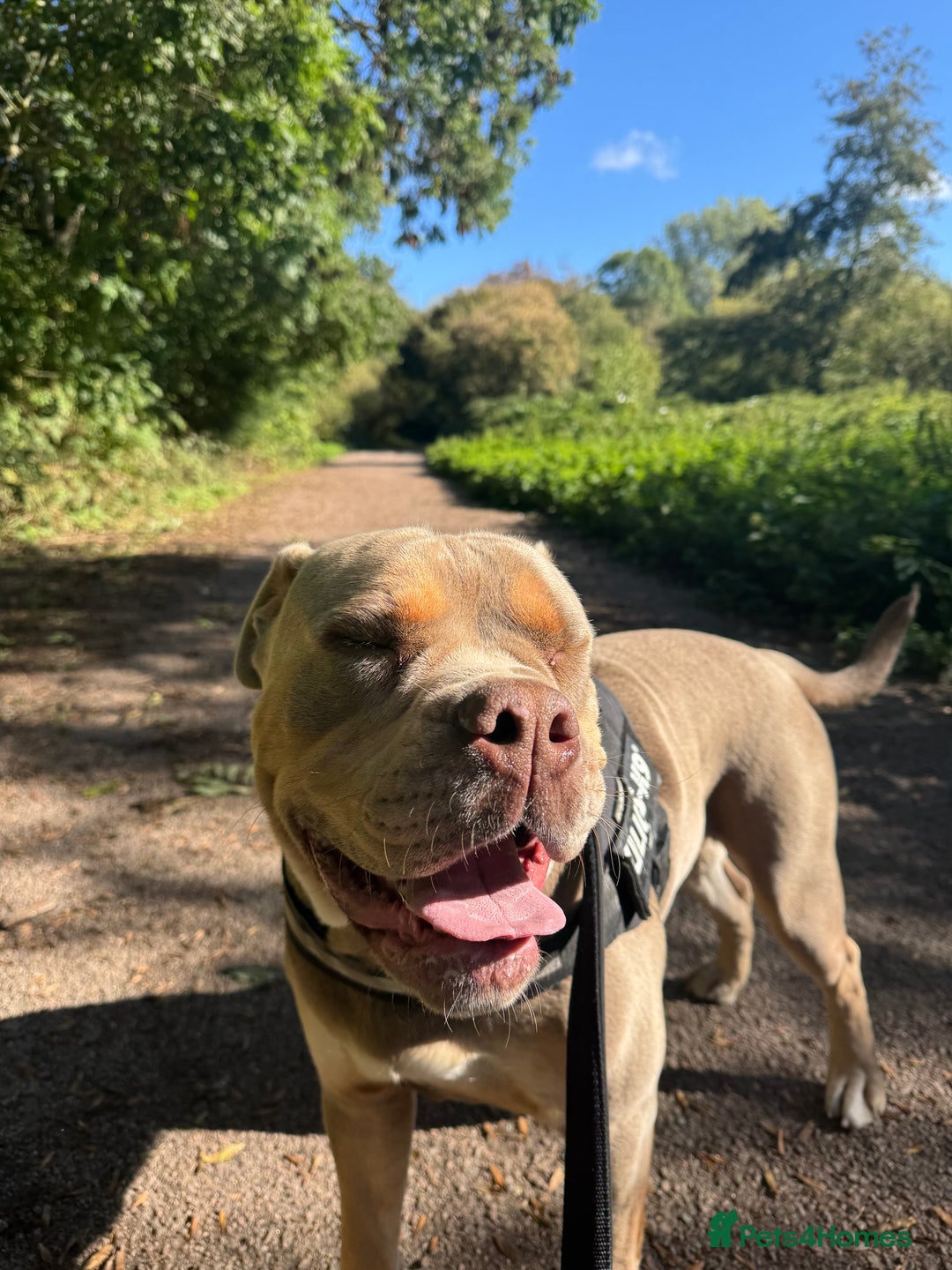 Olde English Bulldogge dogs for sale: Old English in need of a loving home  - Advert 17