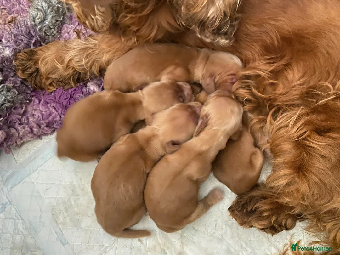 Cocker Spaniel dogs for sale: KC Reg Show Type Cocker Spaniel puppies - Advert 4