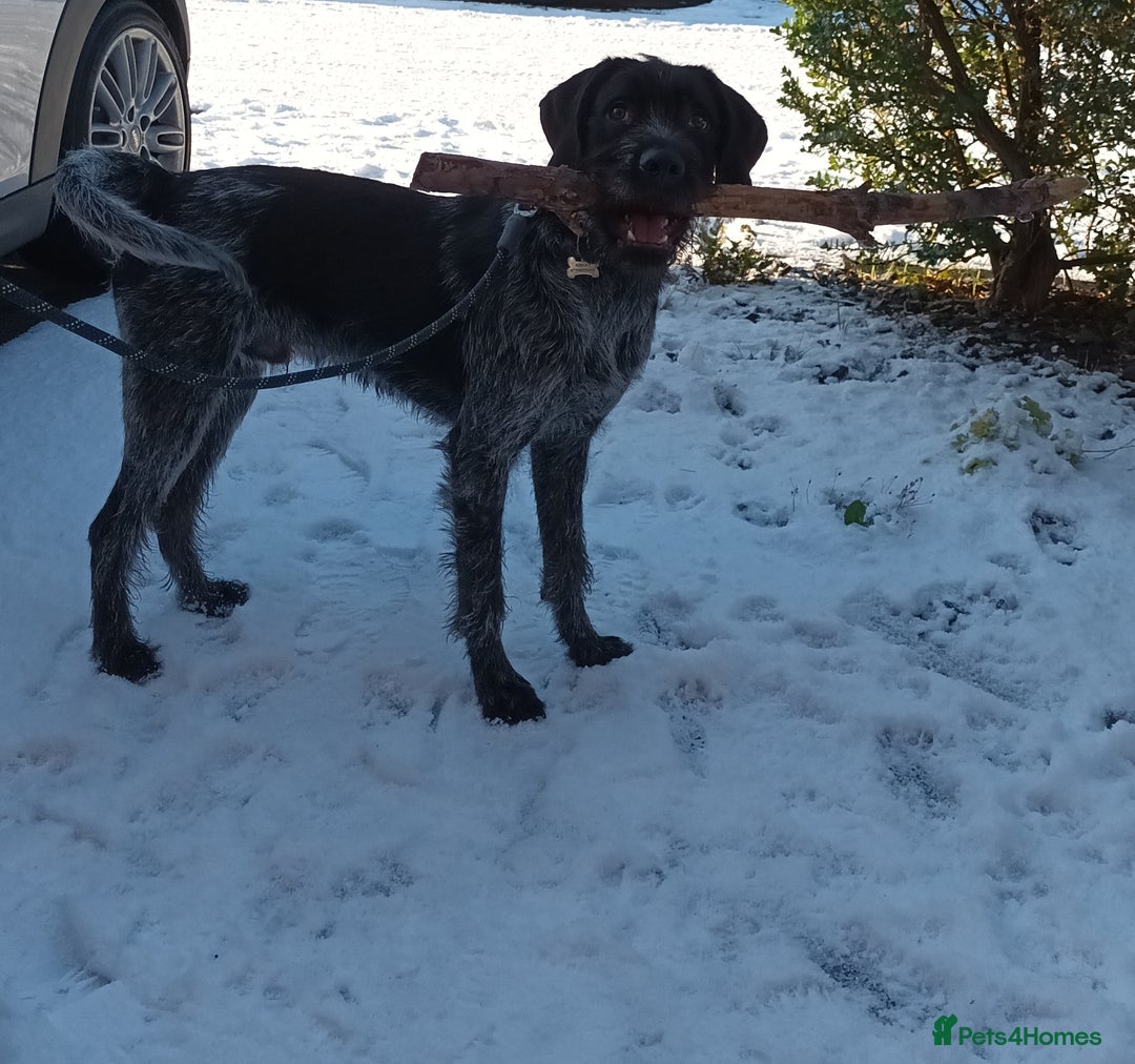 German Wirehaired Pointer dogs for sale: GWP x Labrador for Sale - Advert 2