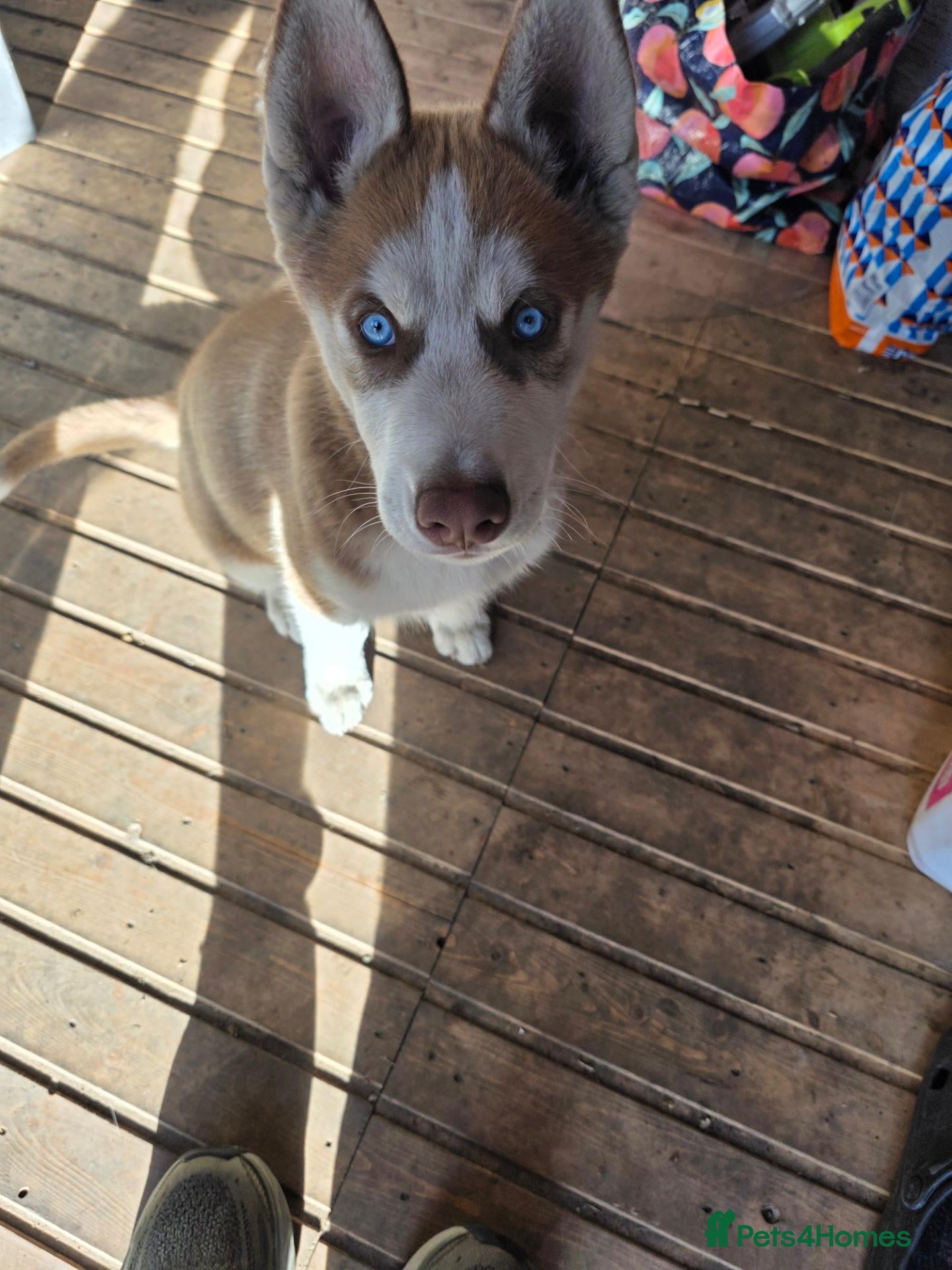 Siberian Husky dogs 🐺 Siberian Husky Puppies –Boys&Girls Available 🐾 - Advert 5