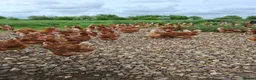 Chickens poultry for sale: Laying hyline hens for sale from the 15th June   - Advert 3