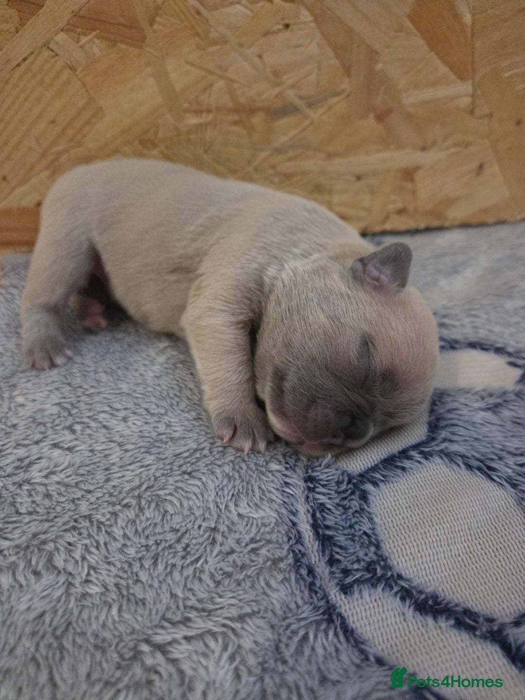 French Bulldog dogs for sale: 5 beautiful male french bulldog puppies  - Image 5