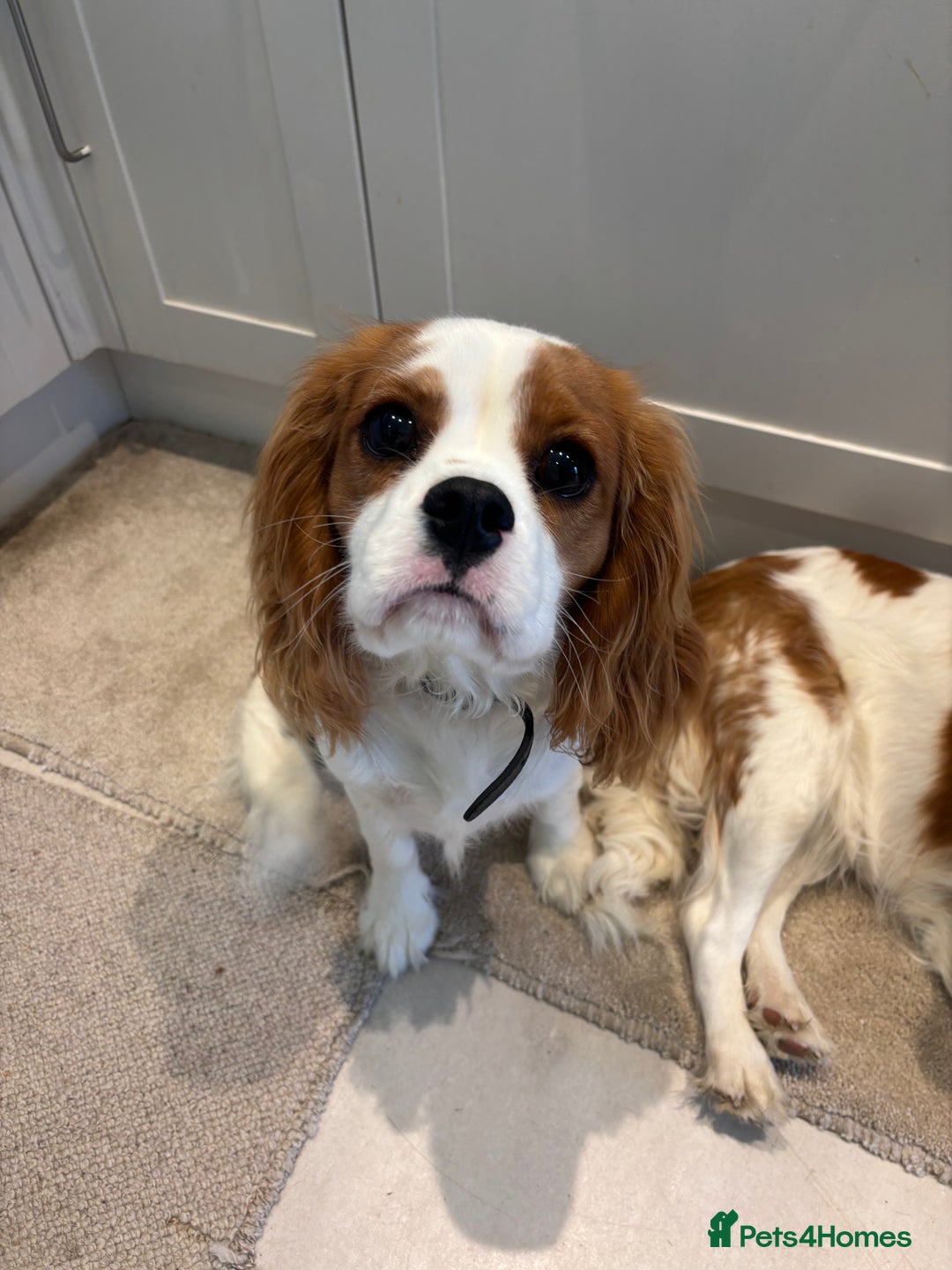 Cavalier King Charles Spaniel dogs for sale: King Charles cavalier - Male - Image 4
