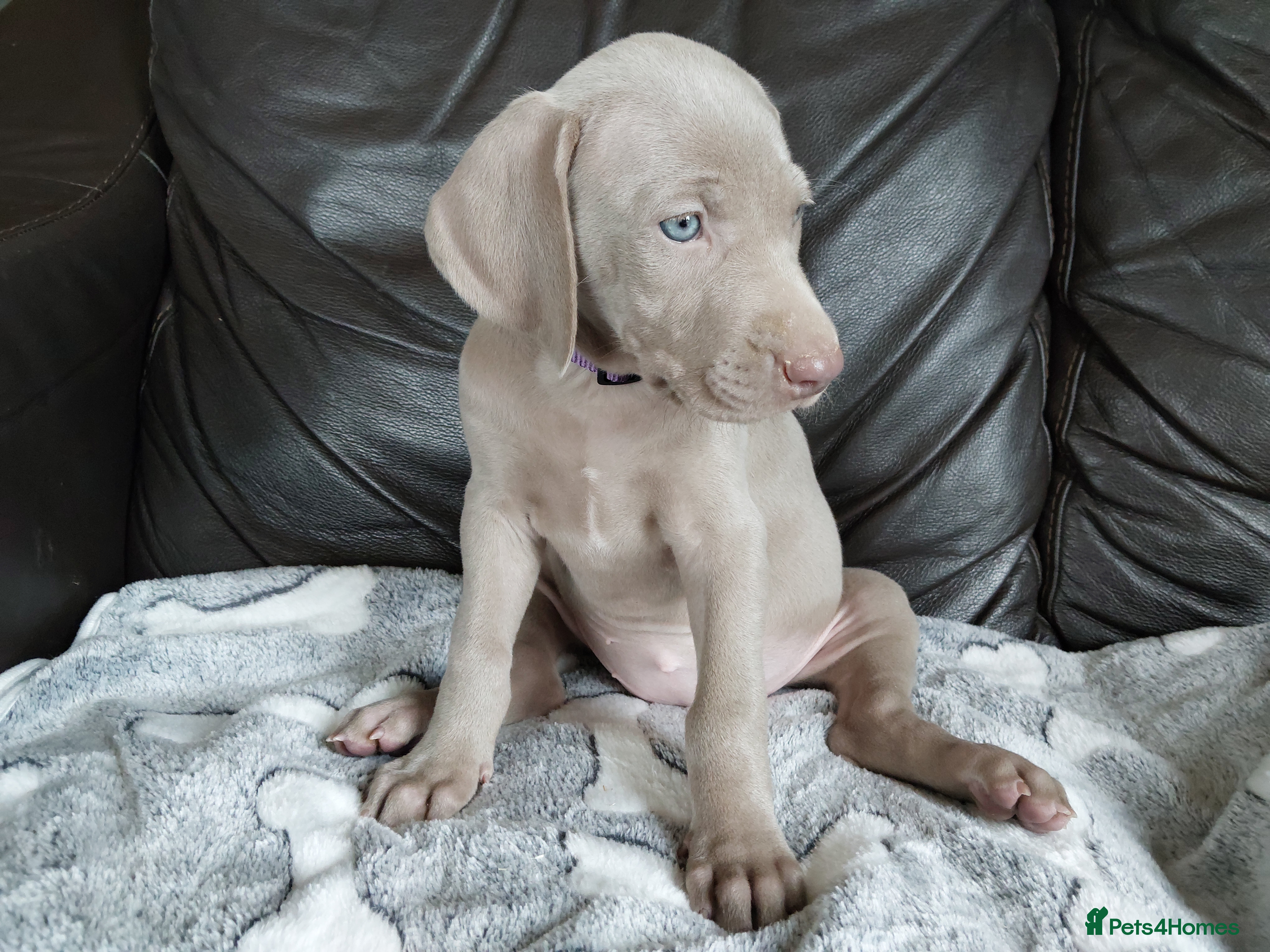 Weimaraner dogs KC registered Weimaraner pups ready to leave now - Advert 5