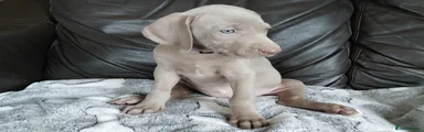  Puppy 8