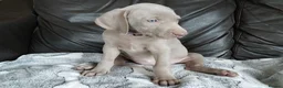 Weimaraner dogs for sale: KC reg Weimaraner puppies ready to leave now - Advert 1