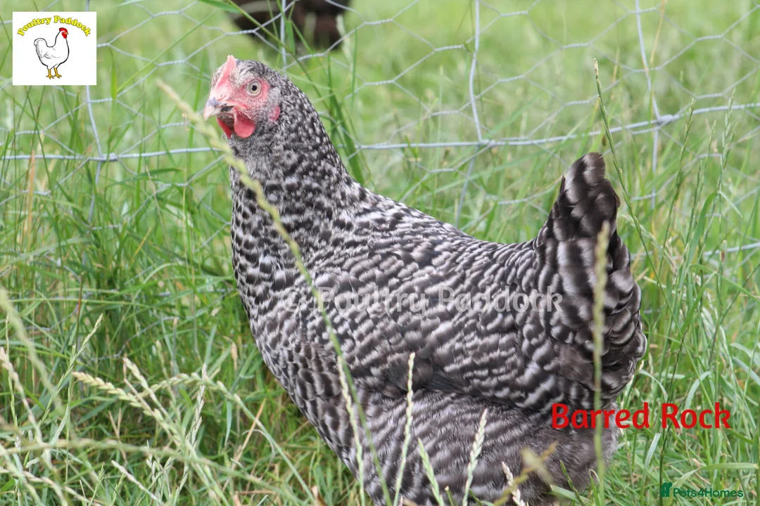 Hens poultry for sale: Garden Hens in Newcastle - Advert 2