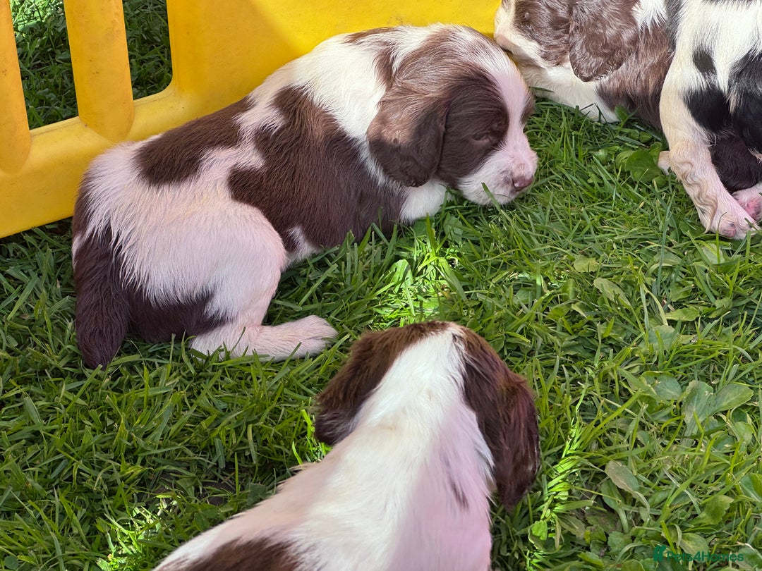 English Springer Spaniel dogs for sale: English working Springer Spaniel puppies for sale  - Image 12