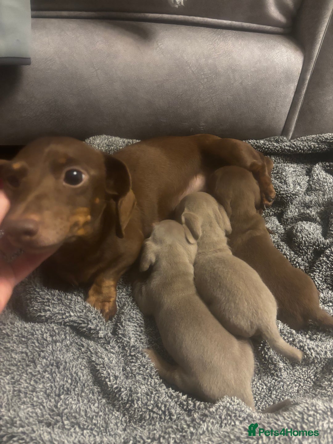 Miniature Dachshund dogs for sale: Miniature Dachshund Puppies - Advert 3