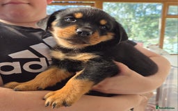 Rottweiler dogs for sale:  Long haired (fluffweilers ) last girl  - Image 3