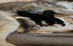 Siberian Husky dogs for sale: husky - Image 14