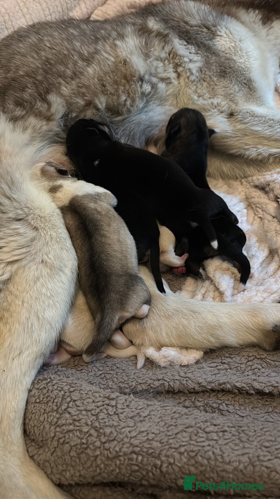 Siberian Husky dogs for sale: husky - Image 14