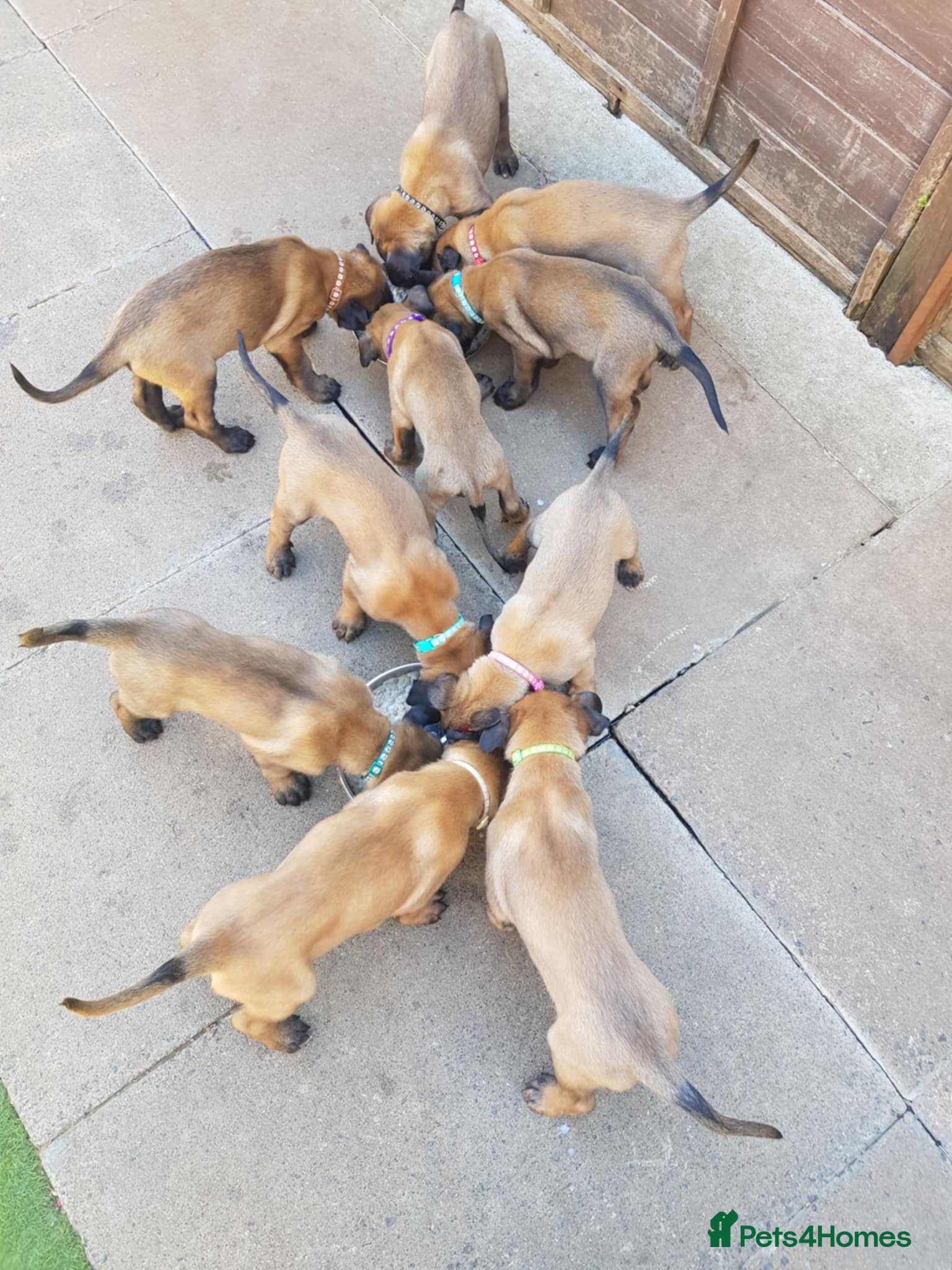 Belgian Shepherd Dog dogs Malinois ! Last boy left - Advert 3