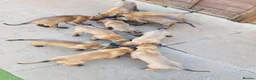 Belgian Shepherd Dog dogs for sale: Malinois! 5generation.ready soon - Advert 3