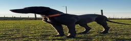 Great Dane dogs for stud: RKC Black Great Dane stud - Advert 6