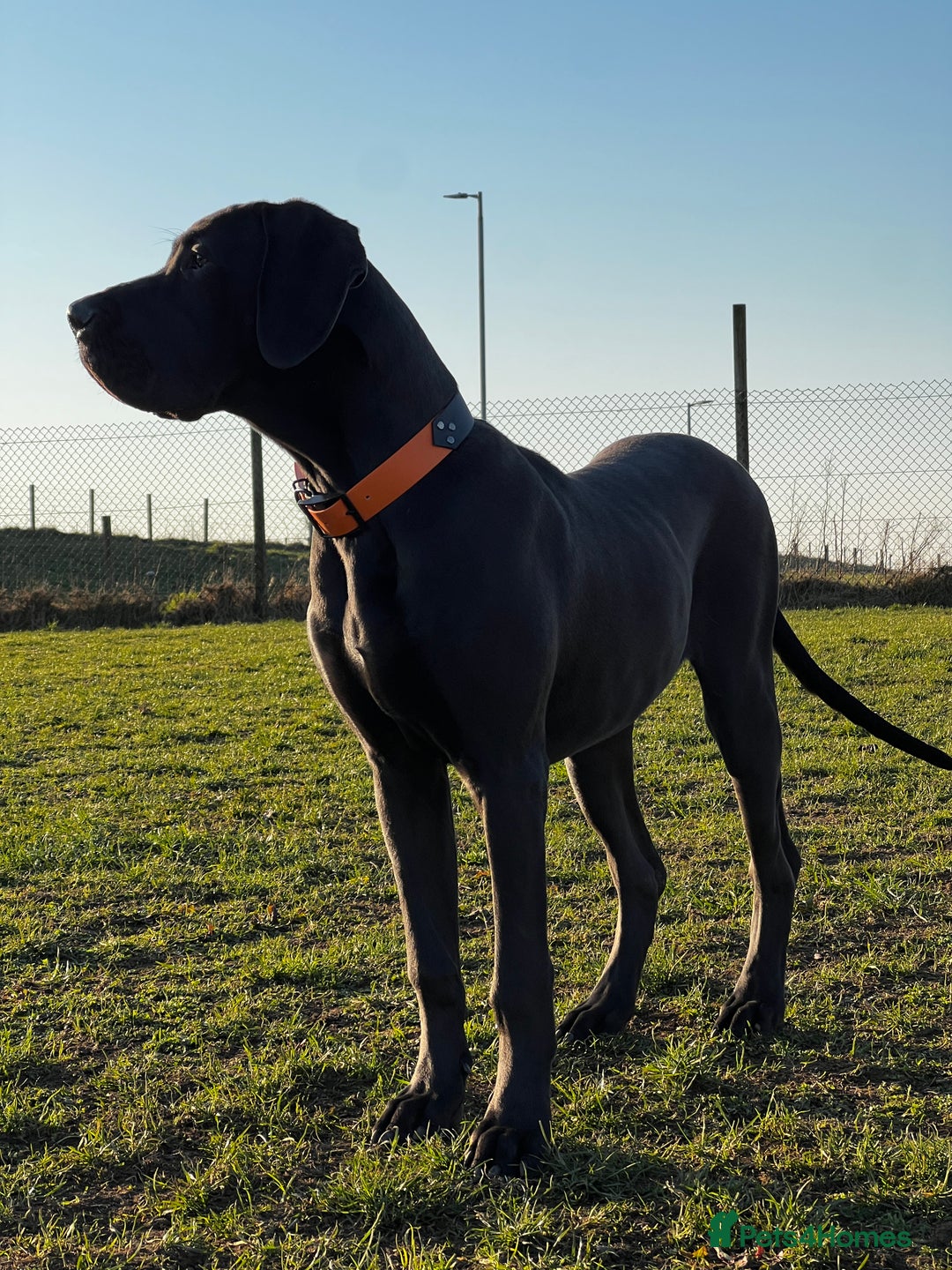 Great Dane dogs for stud: RKC Black Great Dane stud - Advert 6