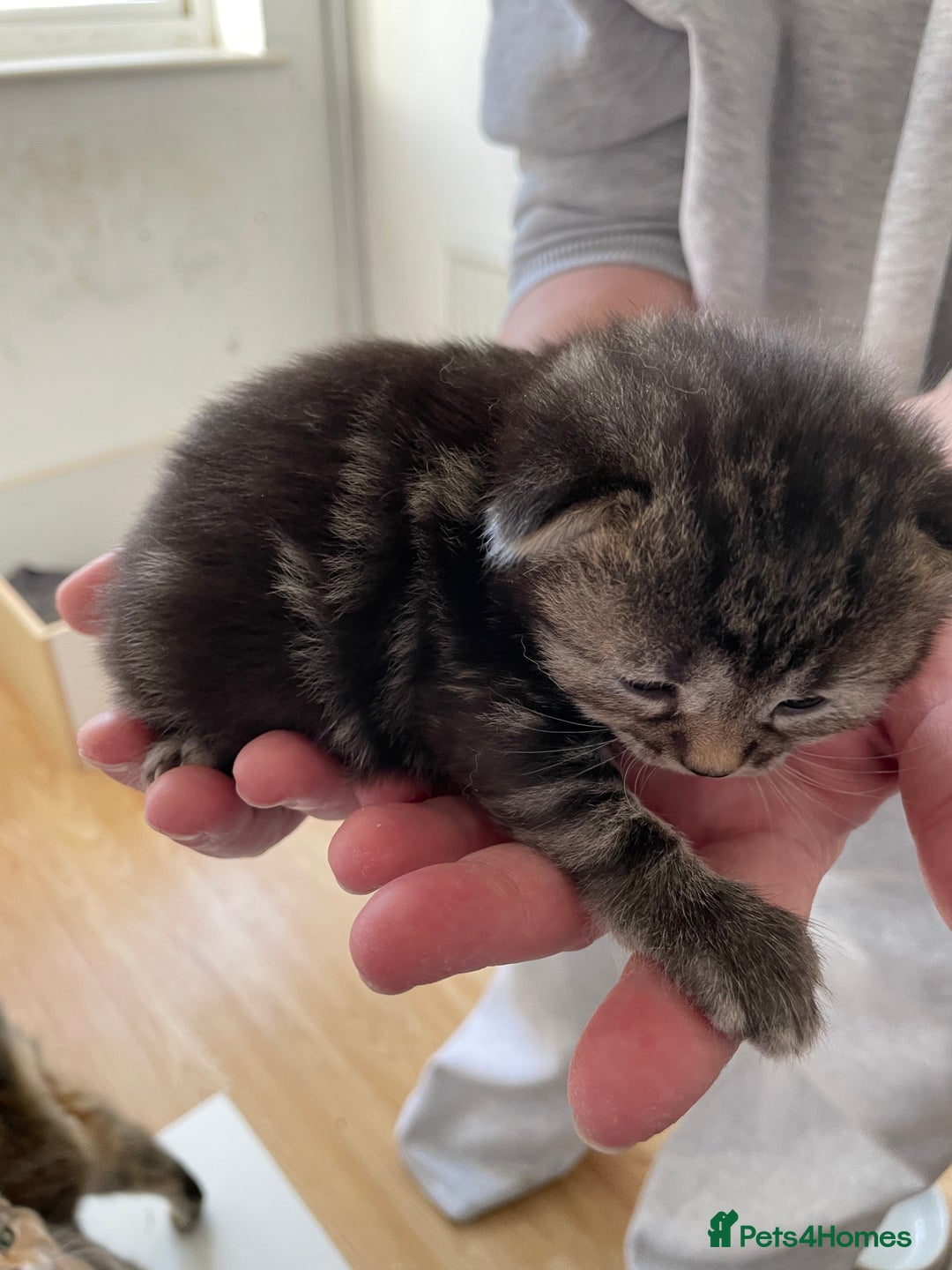 Mixed Breed cats for sale: Two separate litters  - Advert 7