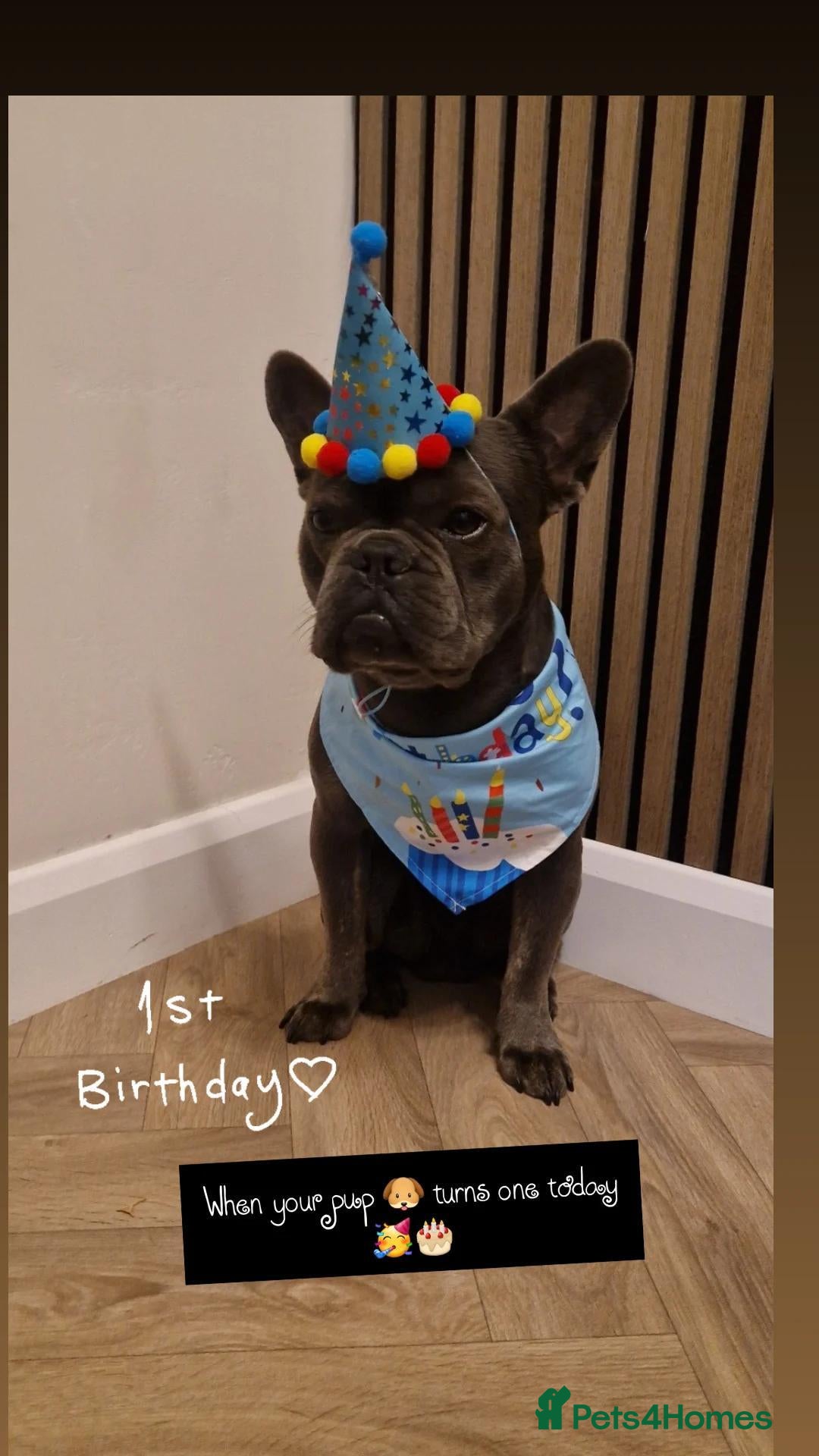 French Bulldog dogs Blue Male frenchie 1 year 3 months old  - Advert 1
