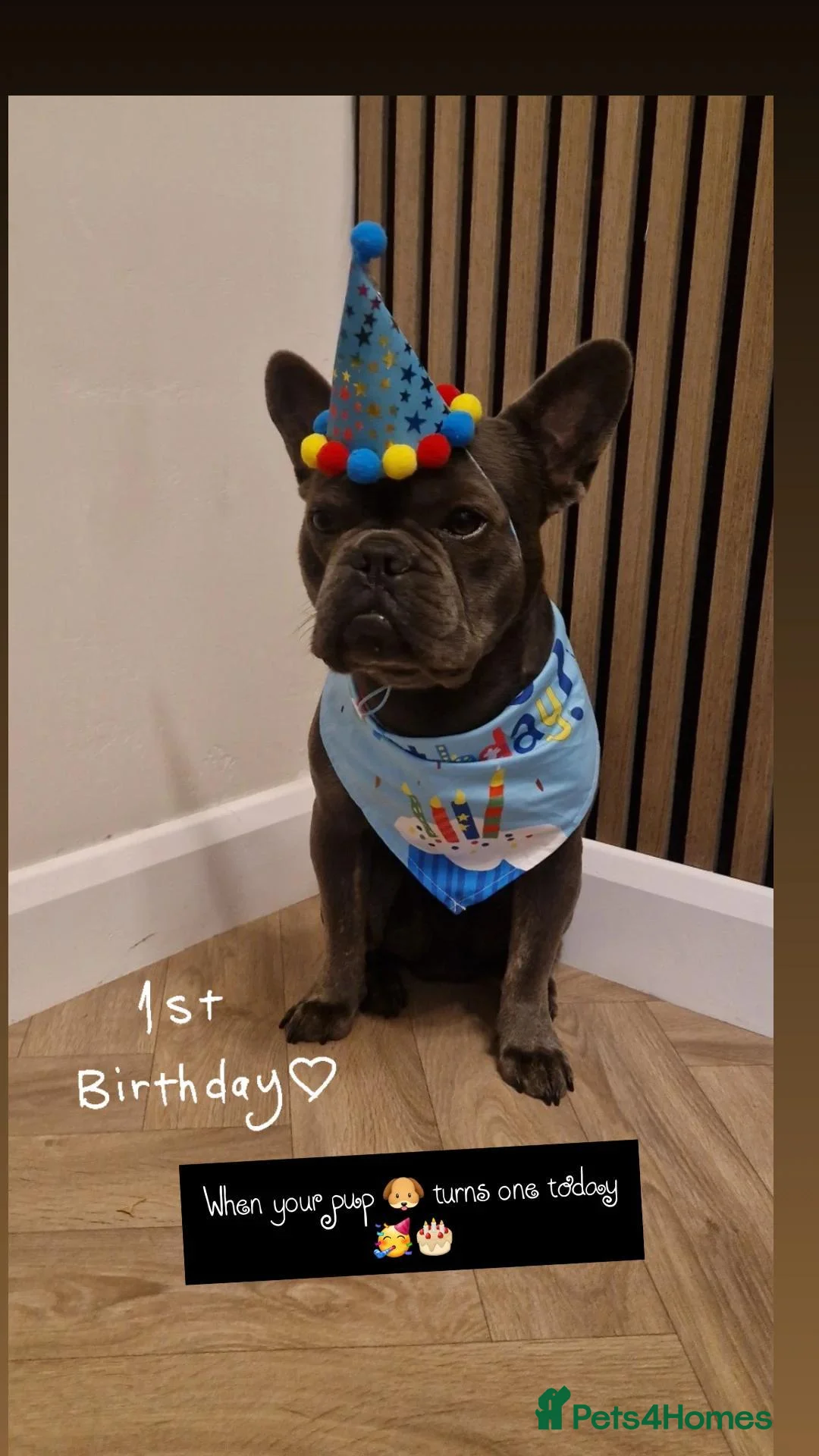 French Bulldog dogs for sale: Blue Male frenchie 1 year 3 months old  in Sittingbourne - Advert 1
