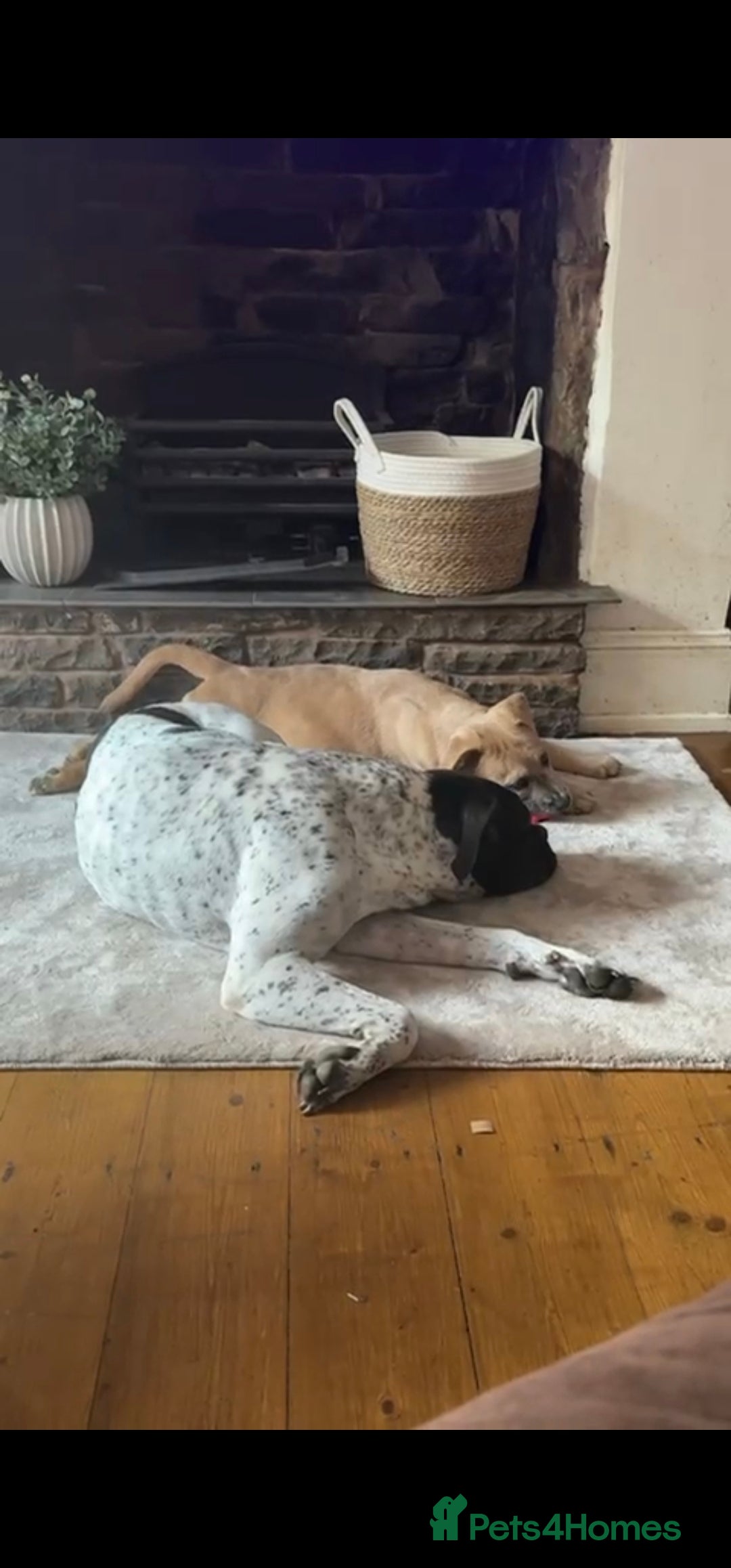 Mixed Breed dogs for sale: leela 18 week old pup - Image 3