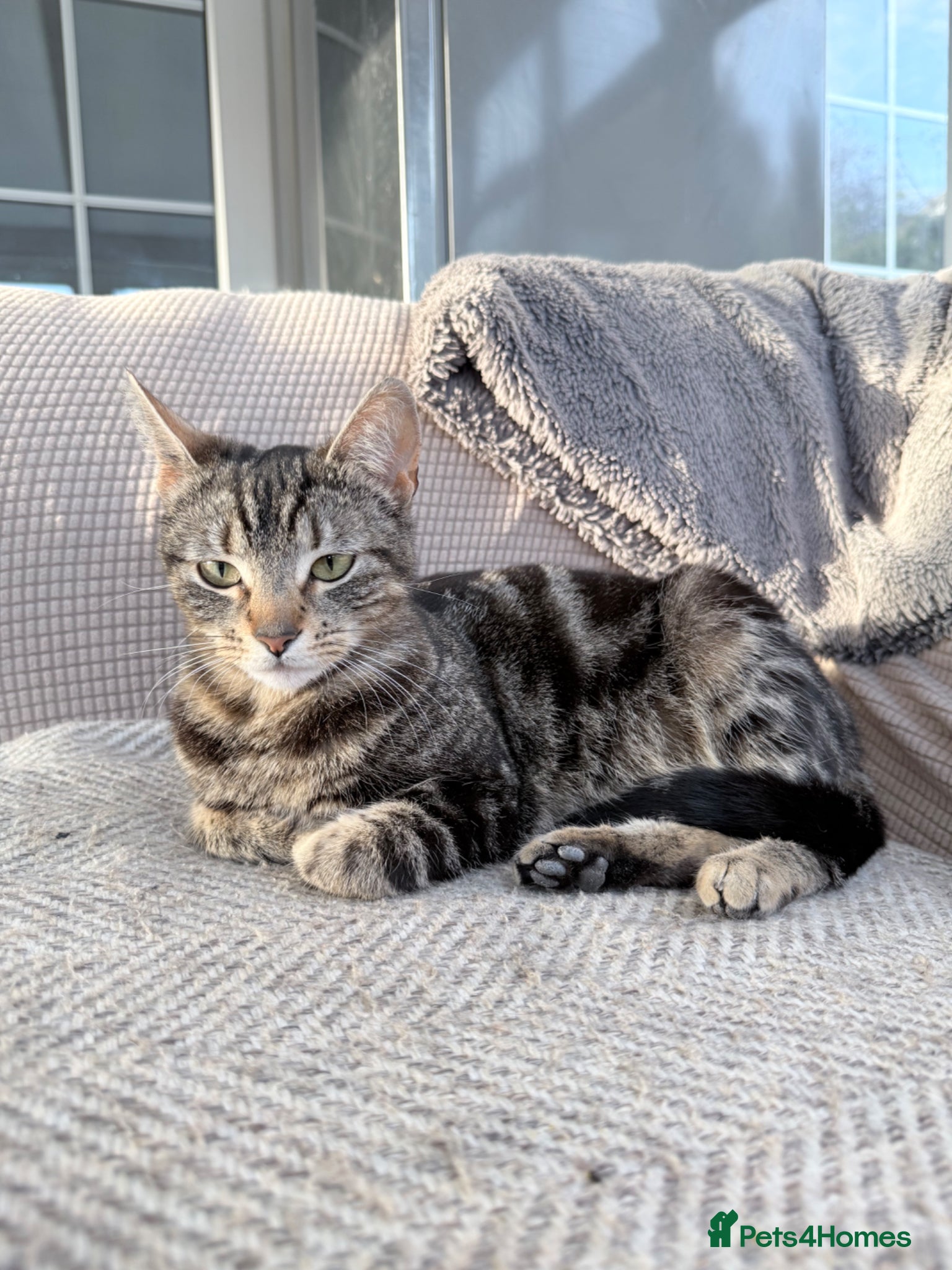 Mixed Breed cats Three beautiful kittens - loving homes only - Advert 1