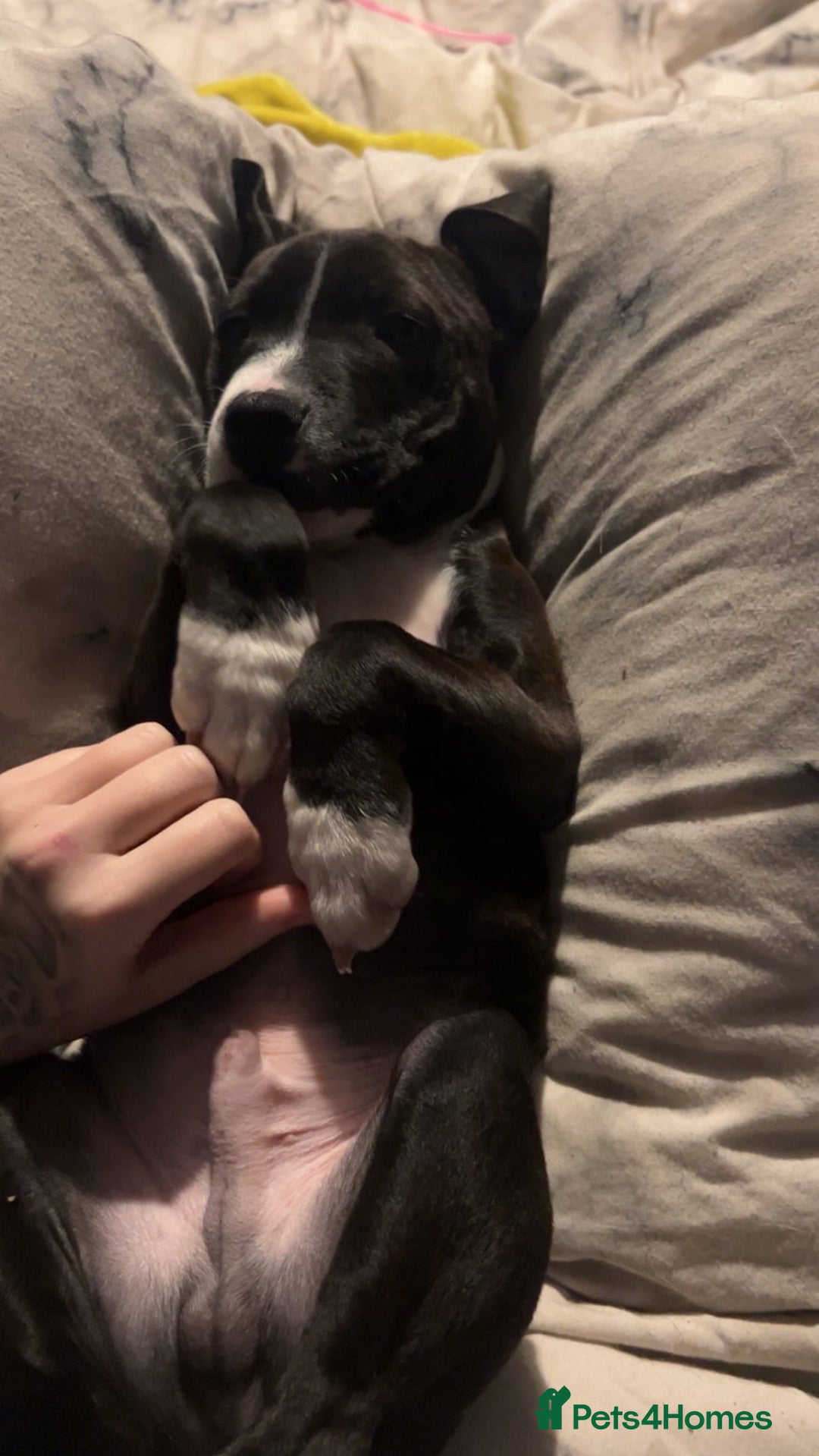 Staffordshire Bull Terrier dogs for sale: Male Staffordshire bull terrier  - Advert 2