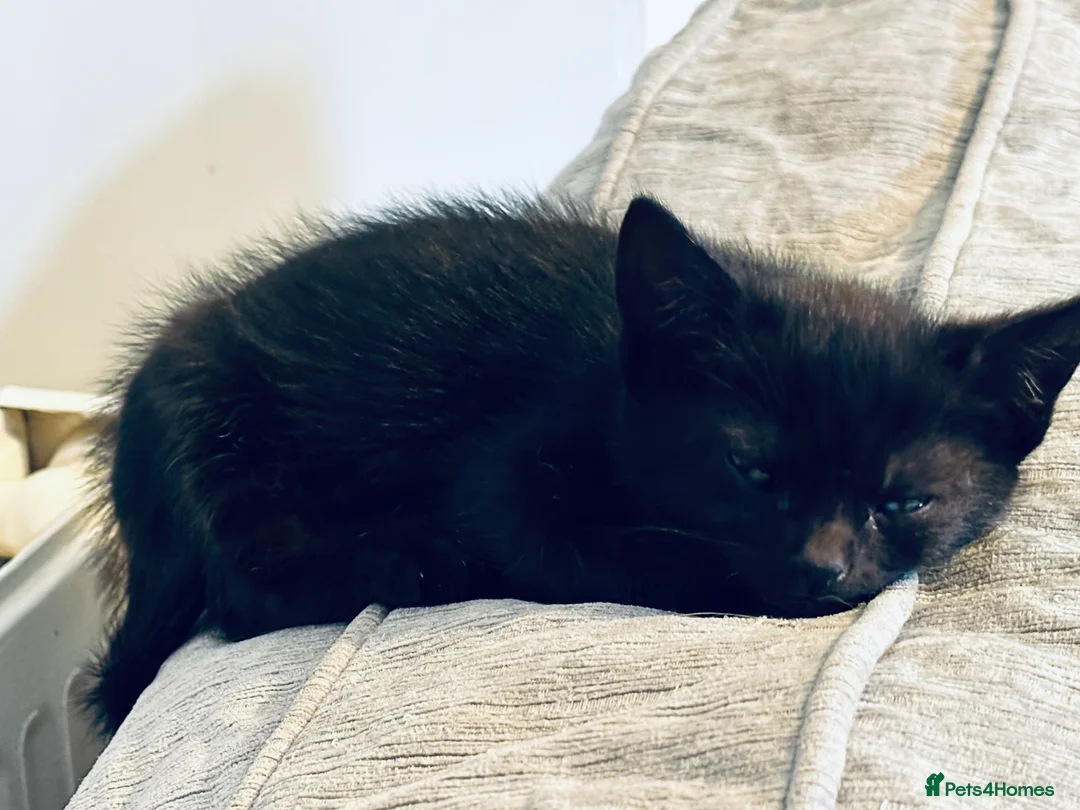 Mixed Breed cats for sale: Beautiful Male Sphynx X Tabby Mackrell Kittens  - Advert 6