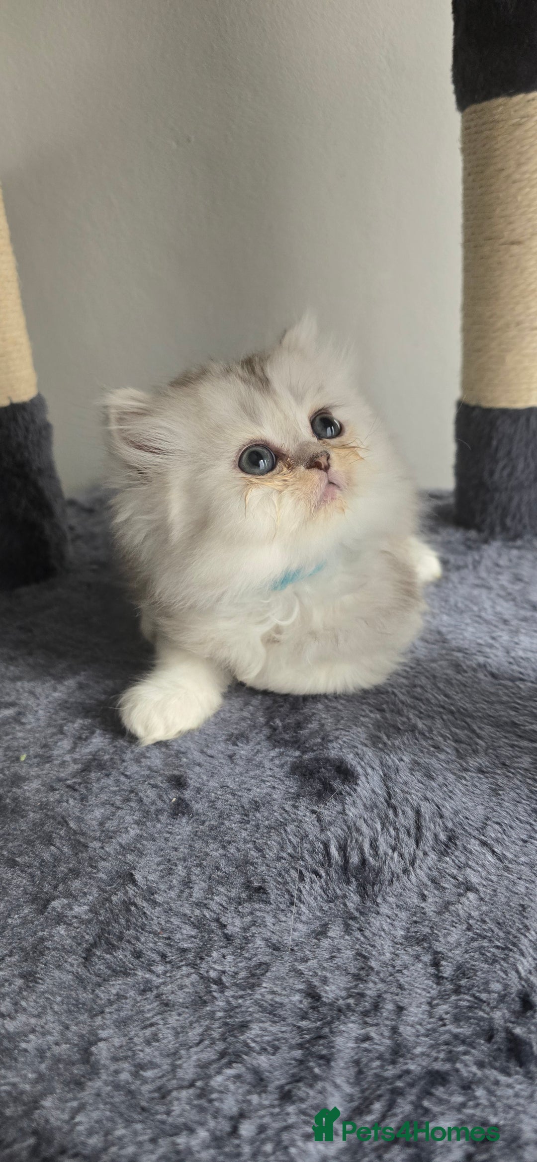 Persian cats for sale: Persian Kittens for Sale – Fluffy Bundles of Joy - Image 16