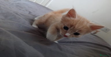 Ragdoll cats - Advert 1