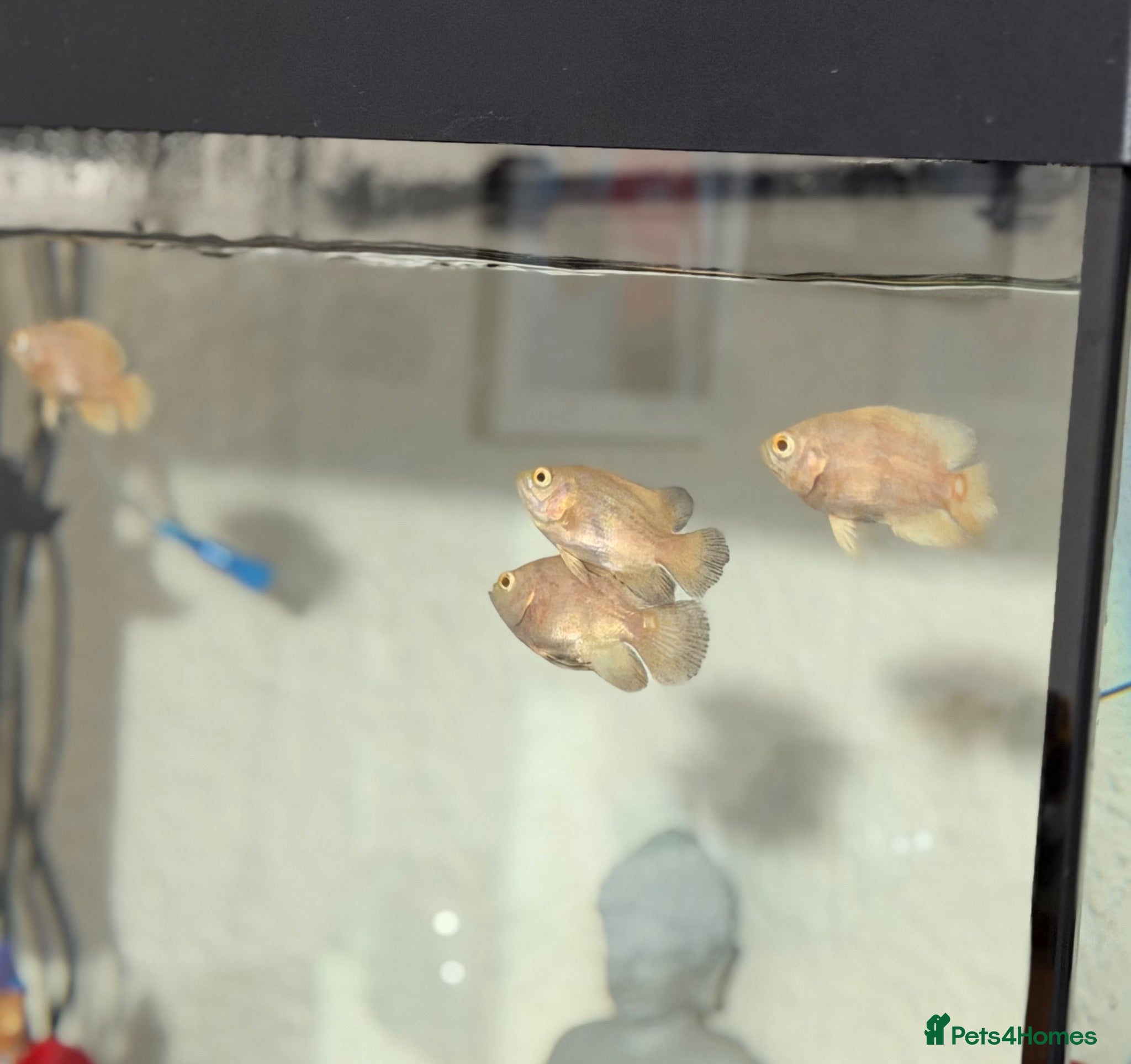 Cichlids fish Albino Oscar Fishes(8-10Cm) - Advert 1