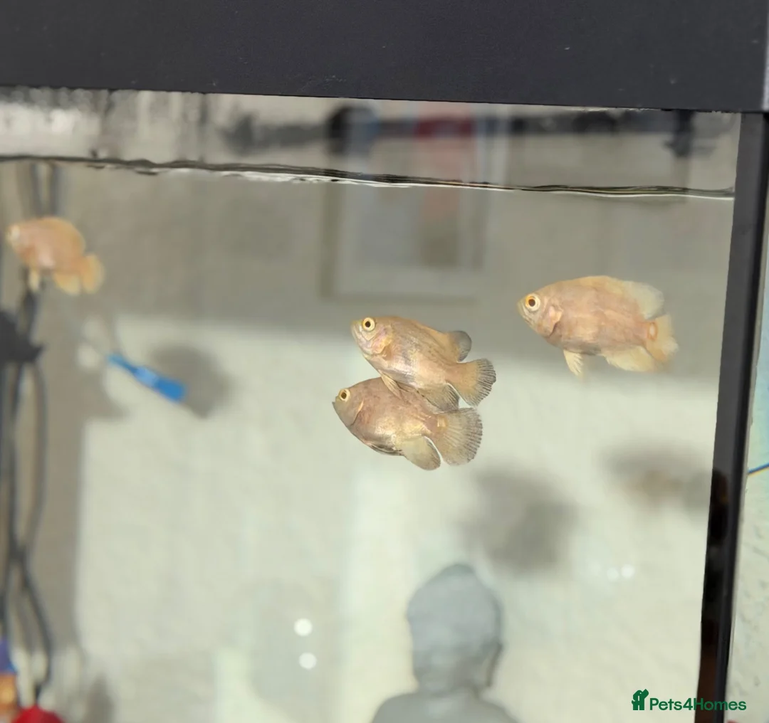Cichlids fish for sale: Albino Oscar Fishes(8-10Cm) in Keighley - Advert 1