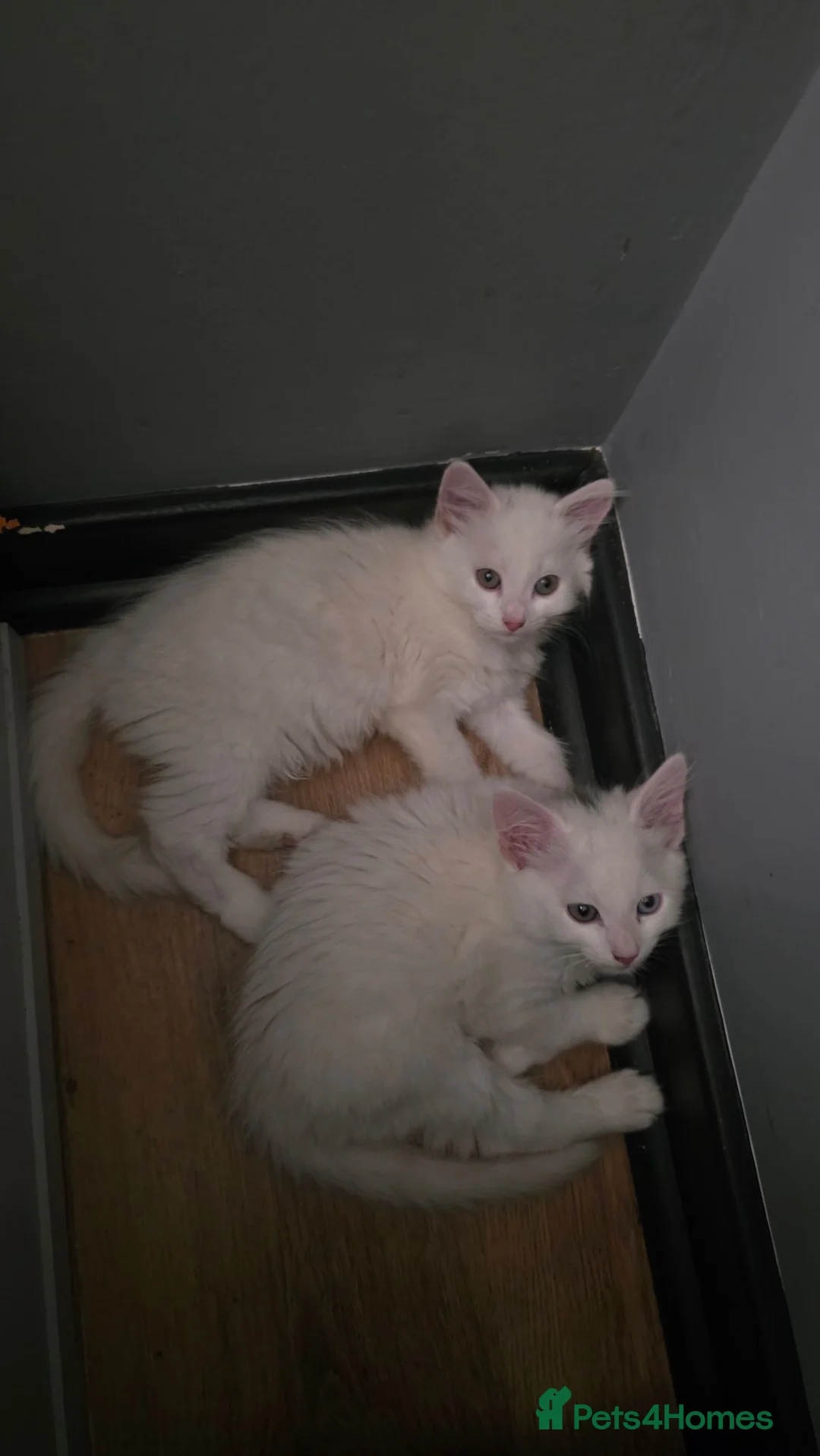 Turkish Angora cats for sale: 2 Turkish Angora Kitten - Advert 2