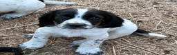 Sprocker dogs for sale: F1 Sprockers - Advert 13