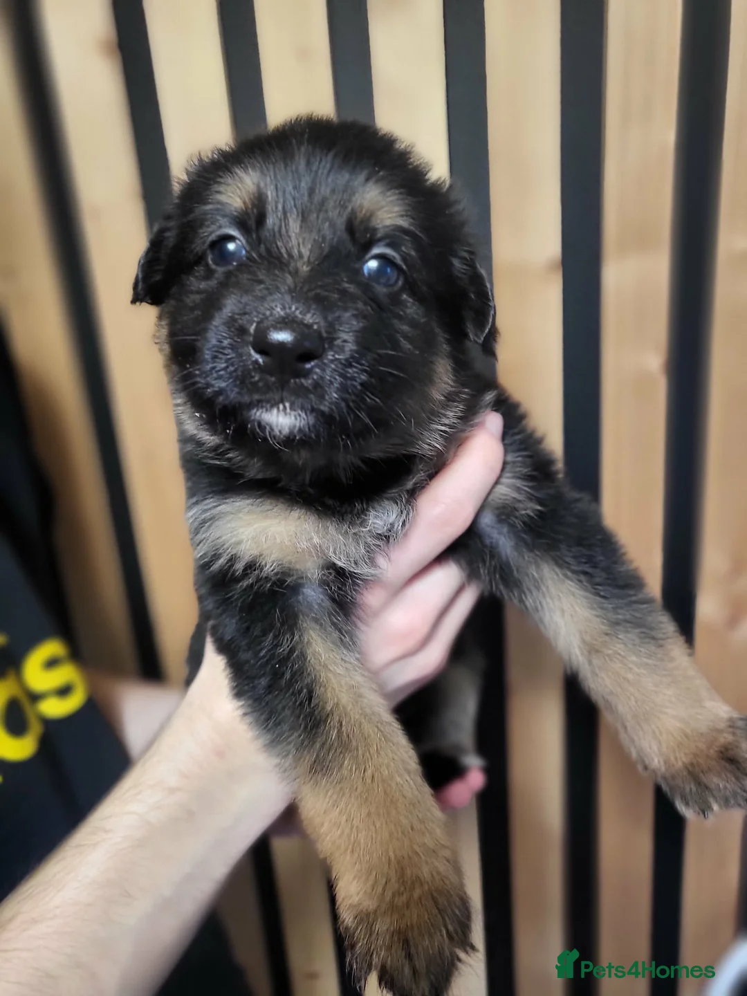 German Shepherd dogs for sale: German Shepherd/Alsatian puppies - Advert 37