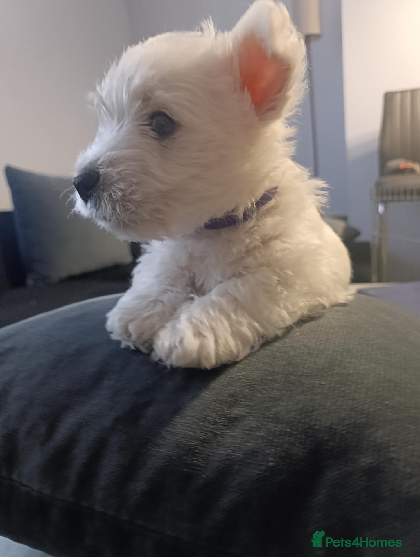 West Highland Terrier dogs RKC Westies quality puppies for sale  - Advert 1