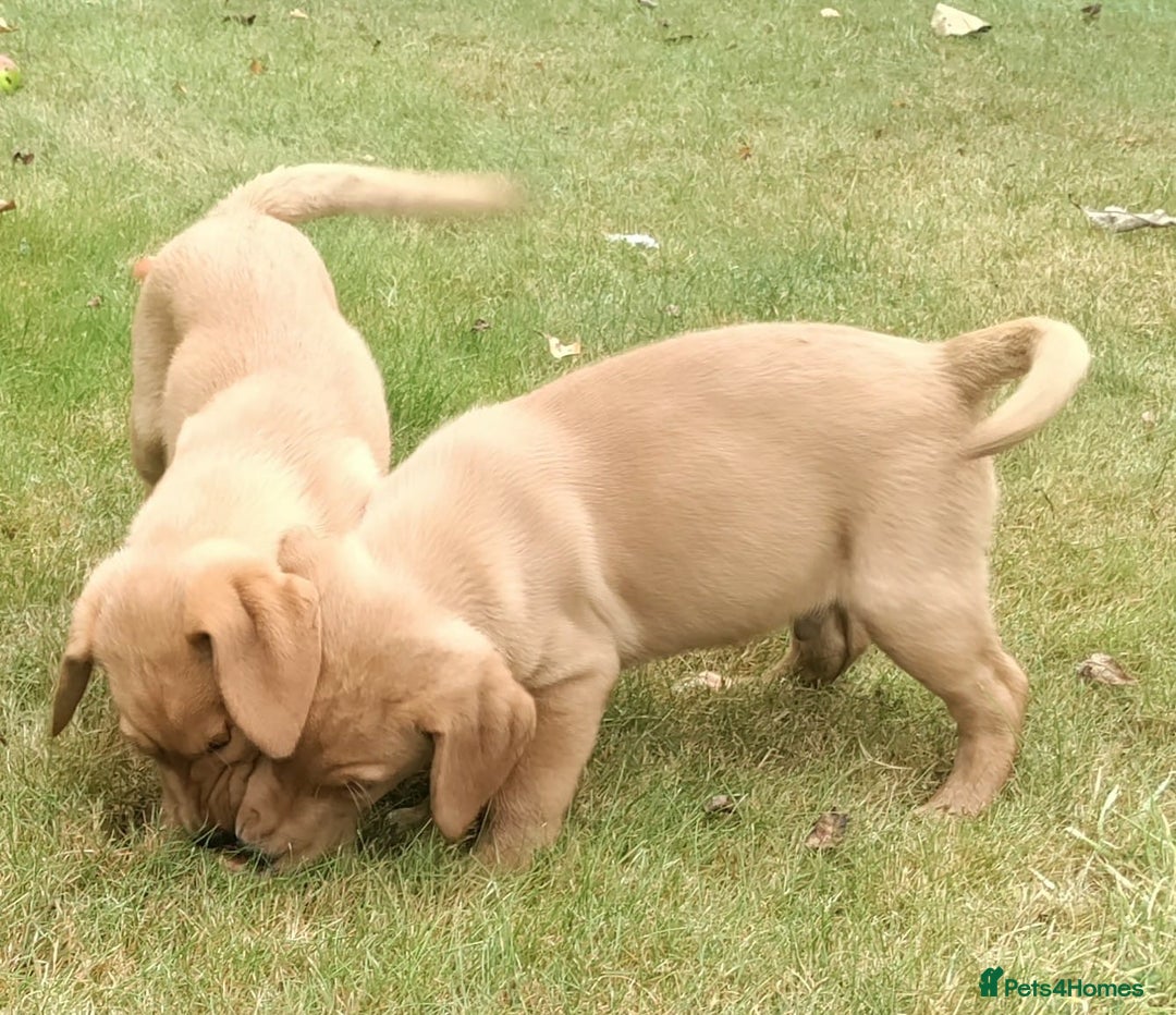 Labrador Retriever dogs for sale: Labrador pups for sale ready now!! - Image 12