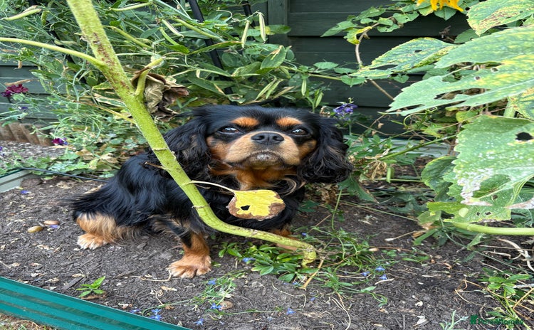 Cavalier King Charles Spaniel dogs - Advert 2
