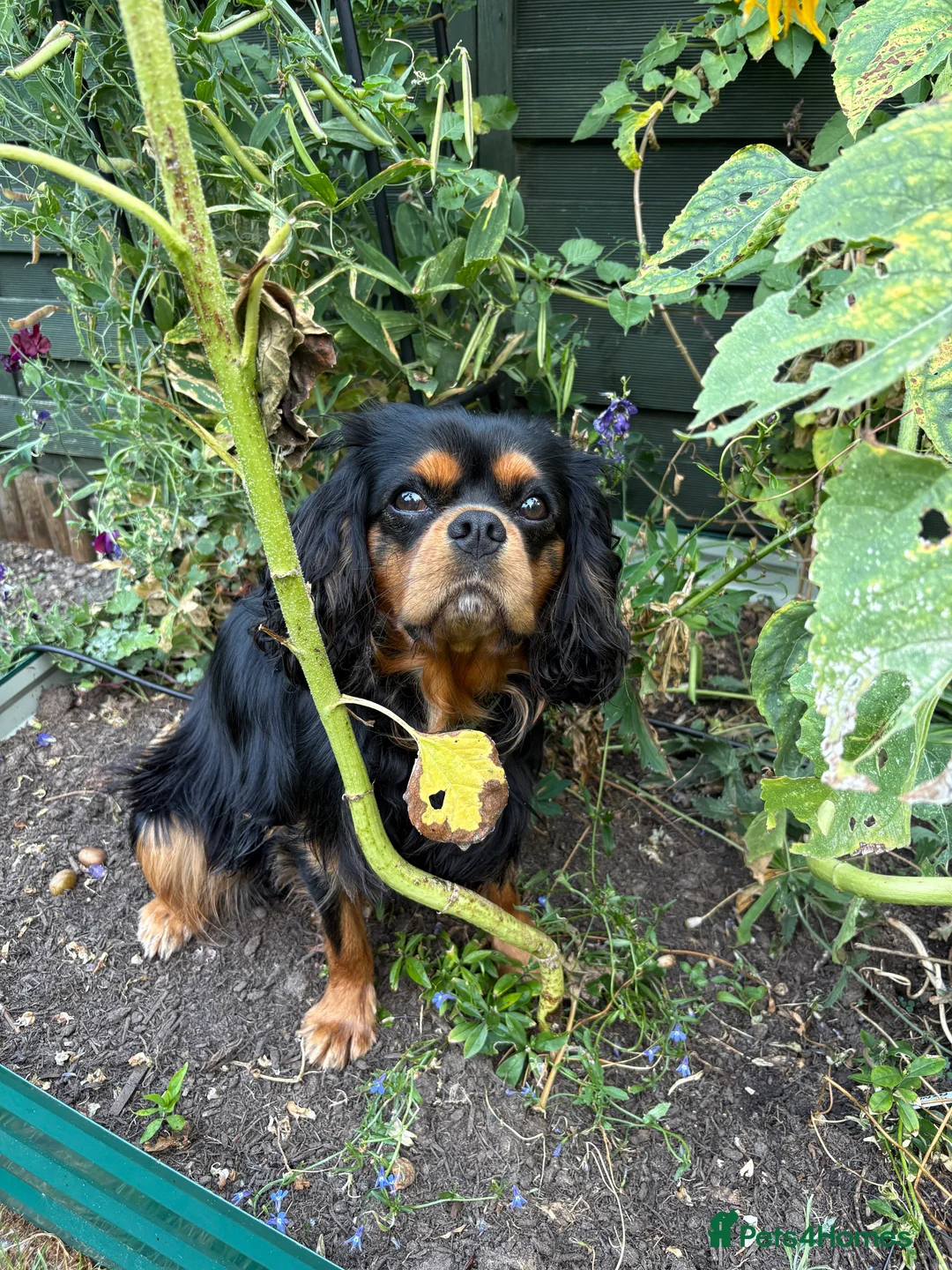 Cavalier King Charles Spaniel dogs for stud: STUD ONLY KC Cavalier KC Black and Tan stunning - Advert 2